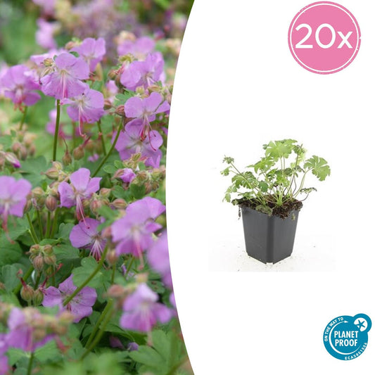 20er-Set Geranium cant. 'Cambridge' von Pflanzfix24.de - ↕10-25cm - Ø9cm - Pflanzfix24.de