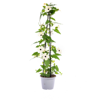 4x Thunbergia alata Sunny Susy White Ø13 cm - ↕60 cm - Pflanzfix24