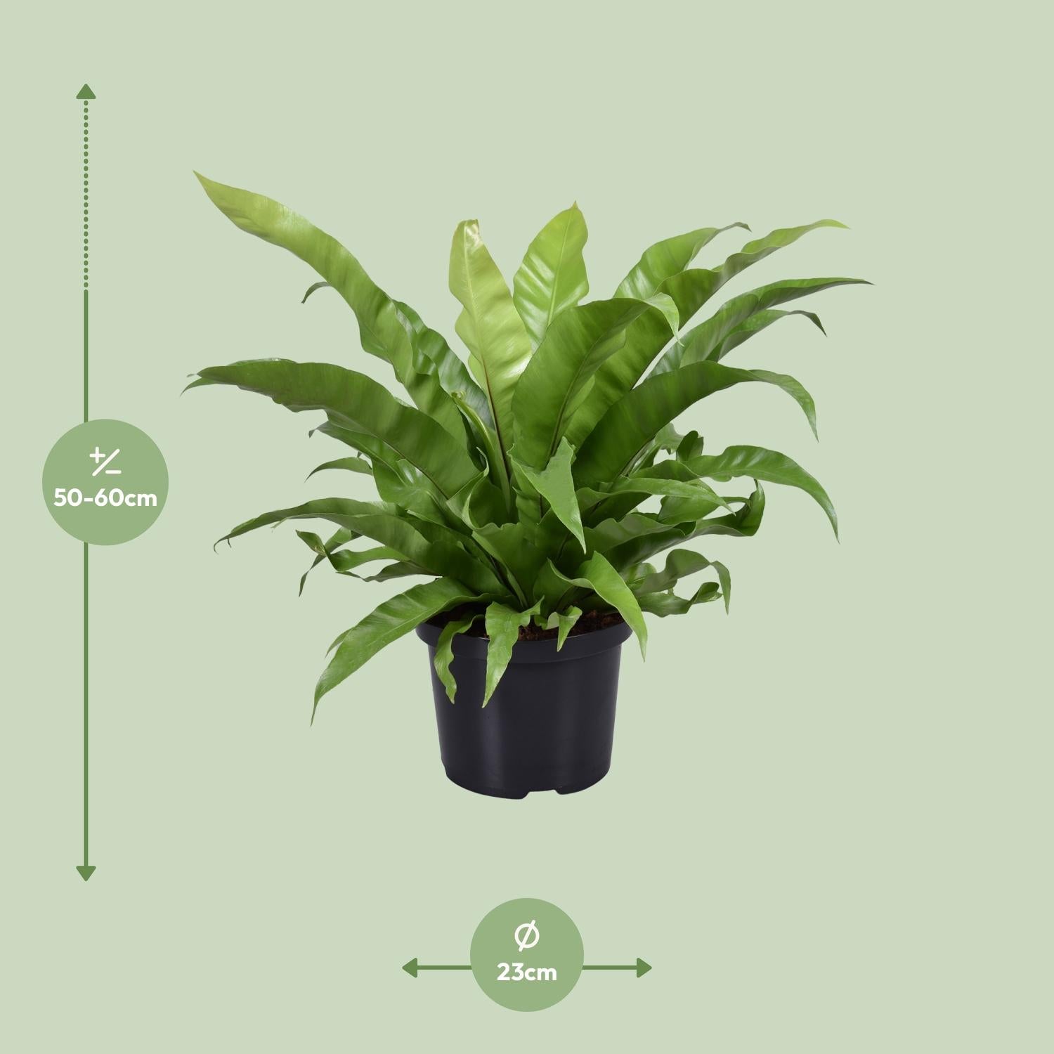 Asplenium Antiquum - Ø23cm - Pflanzfix24.de - Pflanzfix24.de