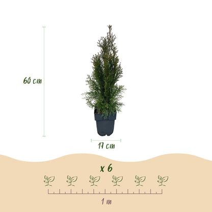 Thuja occidentalis Smaragd Heckenpflanzen - 6 Pflanzen - 1m - Pflanzfix24.de - Pflanzfix24.de