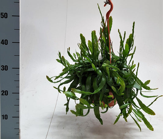 Rhipsalis Ramaloris - Ø20cm - ↕50cm - Pflanzfix24