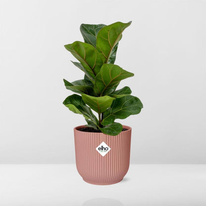 Ficus Lyrata Bambino im ELHO Vibes Fold 14cm – Pflanzfix24