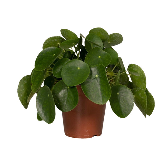 Pilea Peperomiodes - Pfannkuchenfabrik - Ø15cm - ↕25cm - Pflanzfix24