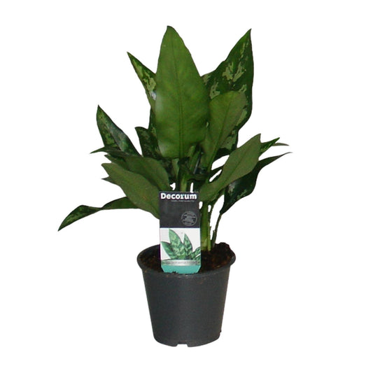 Aglaonema Maria - Ø12cm - ↕50cm - Pflanzfix24