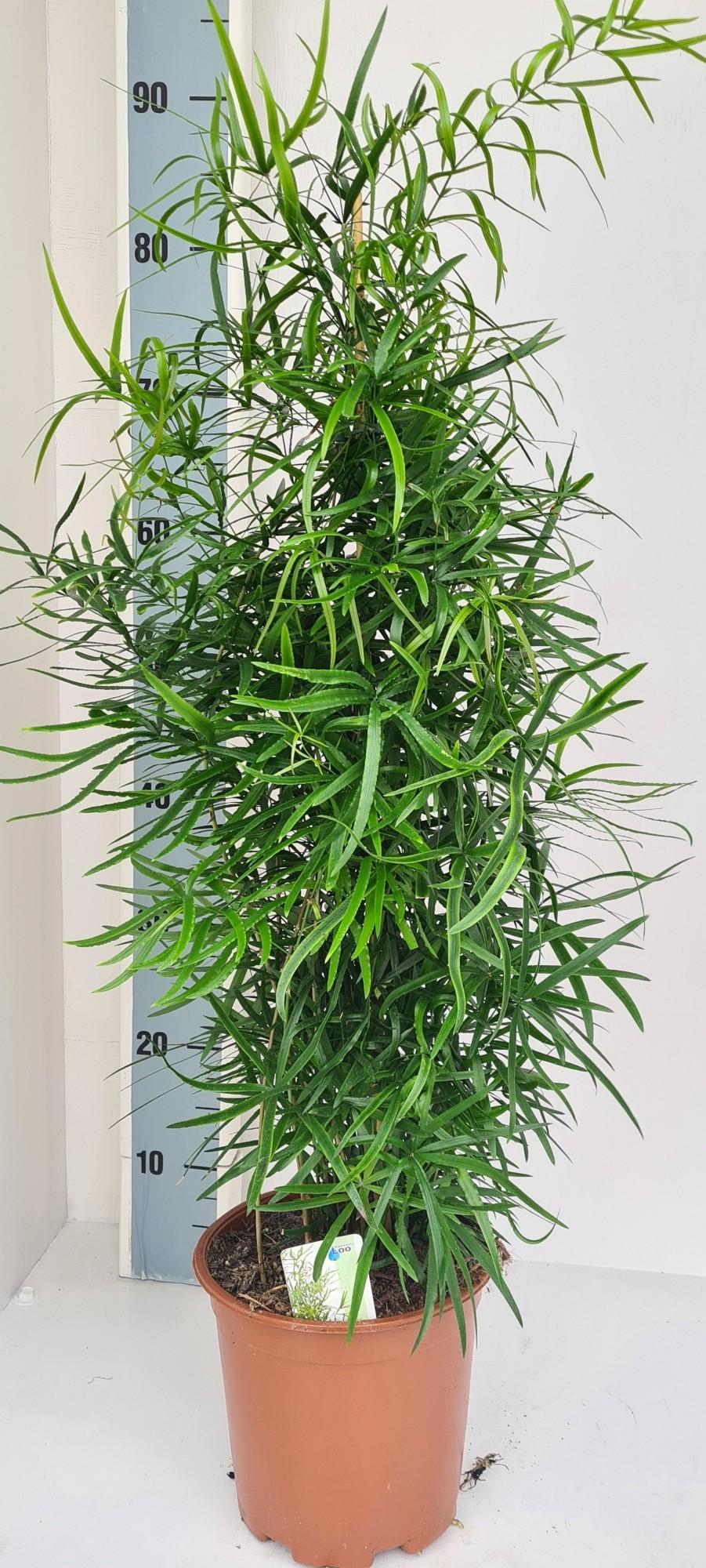 Asparagus Falcatus - Pflanzfix24