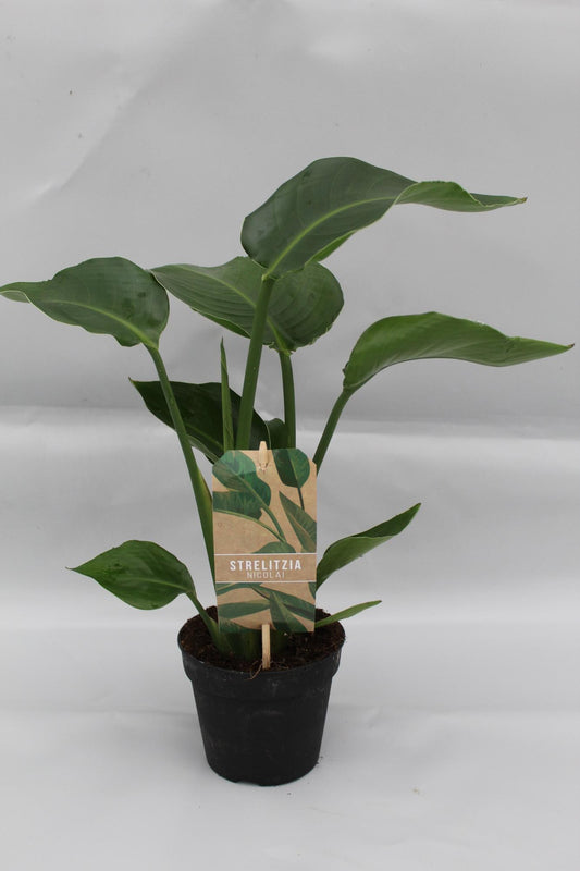 Strelitzia Nicolai P13 Ø13 cm – Weißer Paradiesvogel 35 cm | Pflanzfix24.de - Pflanzfix24.de