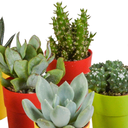 Cactus en vetplanten Mischung 5,5 cm | 15 stück - in gekleurde plasticpot - Pflanzfix24.de - Pflanzfix24.de