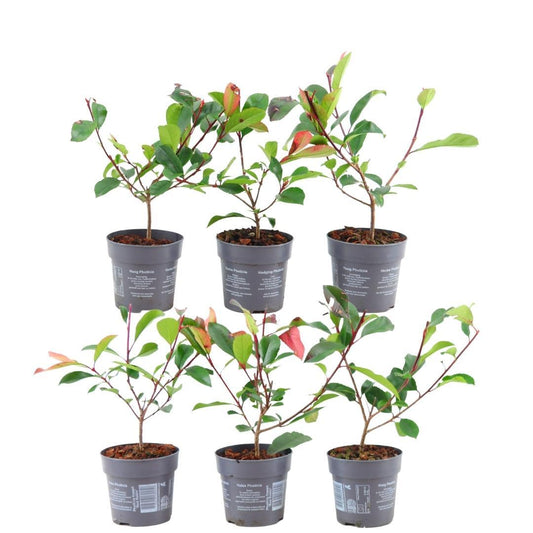 Pflanzfix24 - 1 Meter Glanzmispel Hecke - Photinia fraseri 'Red Robin' - 6 winterharte Heckenpflanzen