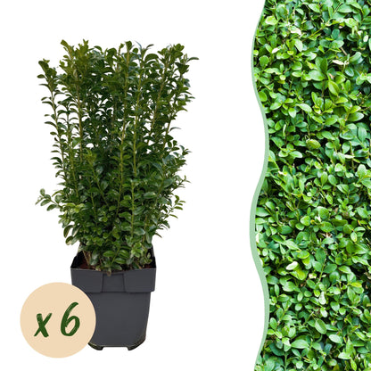 GreenboutiQ - Heckenpflanzen - Buxus sempervirens - Blatt grün - 6 Pflanzen - 1 laufender Meter - immergrün - Topf 17cm Höhe 45cm - Pflanzfix24.de