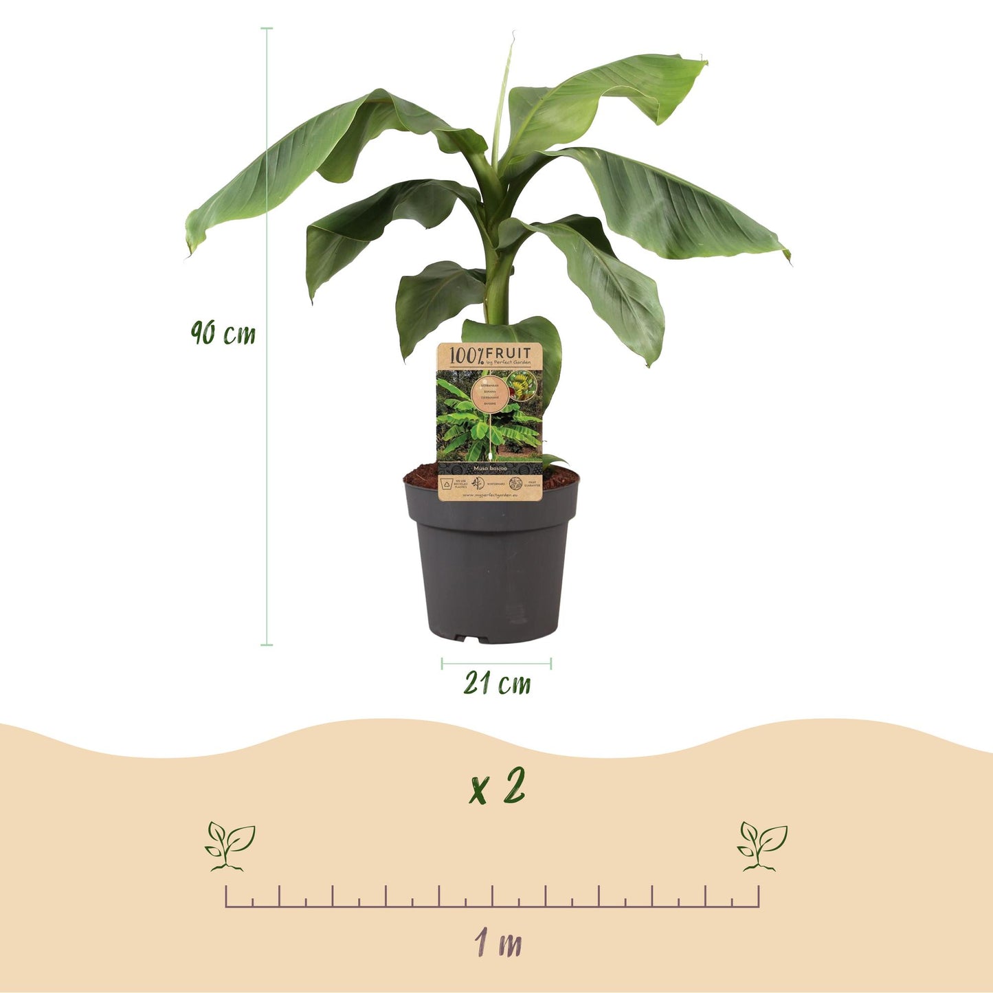 pflanzfix24 - Japanische Faserbanane - Musa Basjoo - Winterhart - Topf 21cm Höhe 90cm