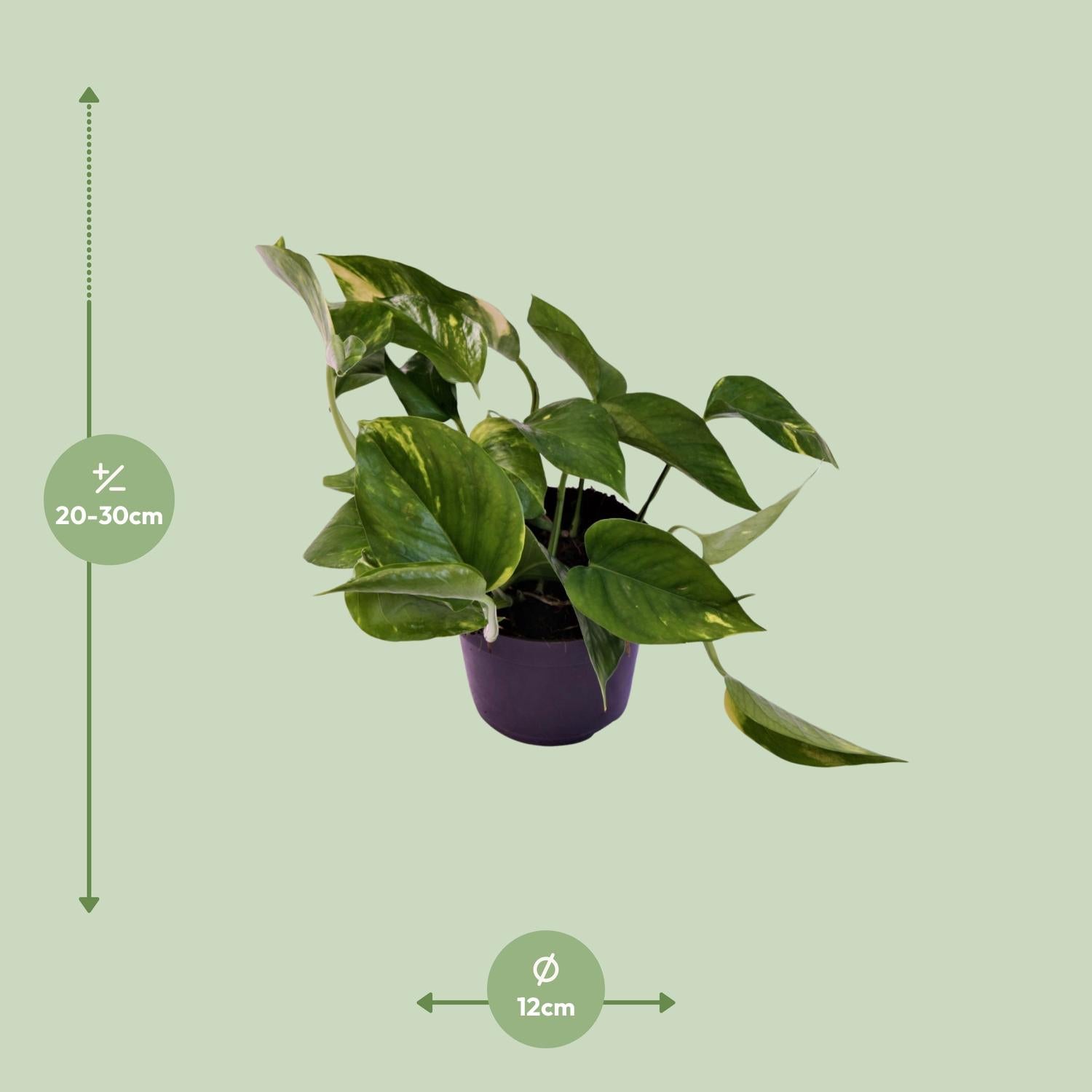 Scindapsus Aureum 12cm – Pflegeleicht & elegant | Pflanzfix24.de - Pflanzfix24.de