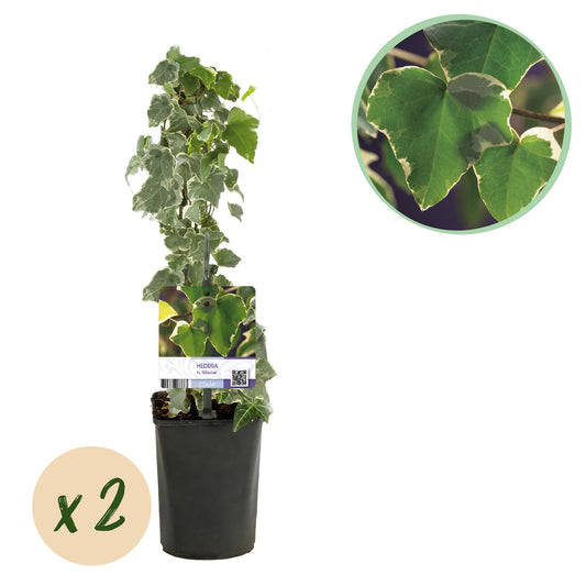 Pflanzfix24.de - Hedera helix Glacier - Immergrüne Kletterpflanze - 2er Set - Pflanzfix24.de
