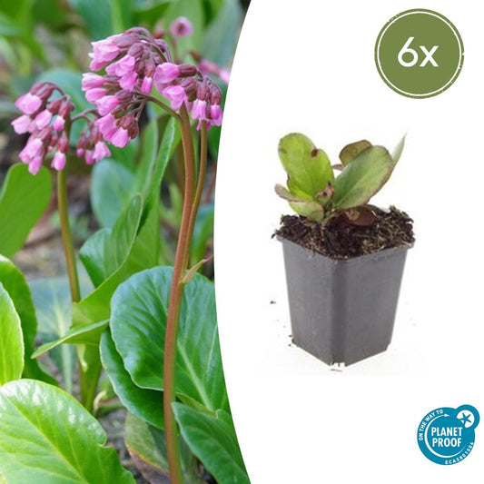 6x Bergenia cordifolia 'Herbstblüte' - ↕10-25cm - Ø9cm - Pflanzfix24