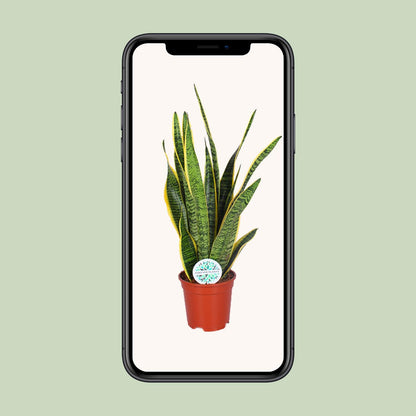 Sansevieria Trifasciata Laurentii Ø17cm | Luftreinigende Zimmerpflanze - Pflanzfix24