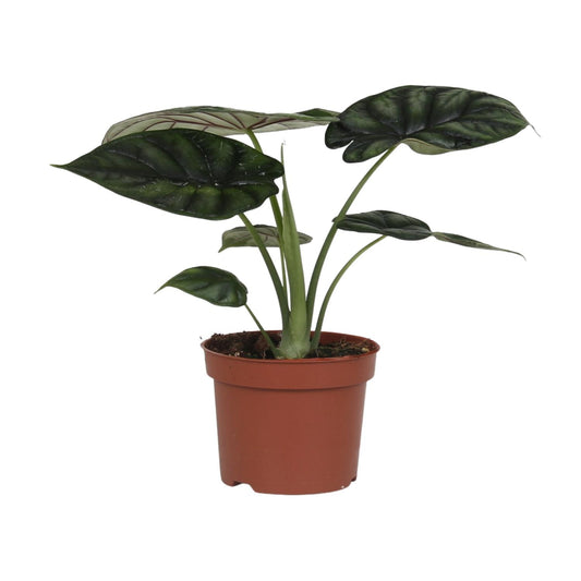 Alocasia Dragon Scale - Ø17cm - ↕35cm bei Pflanzfix24