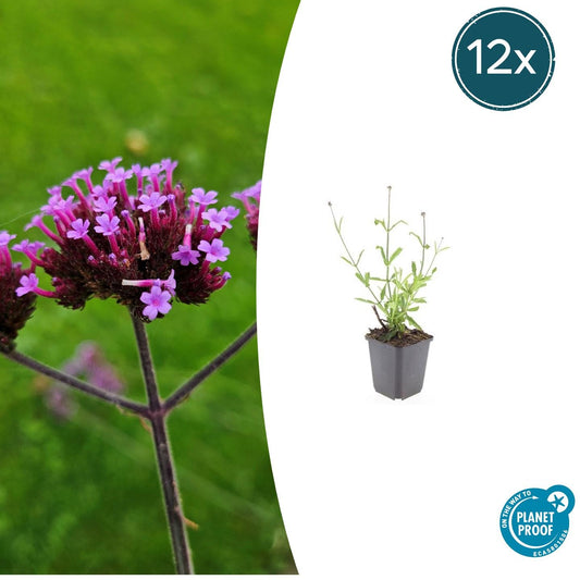 12x Verbena bon. 'Lollipop' kompakt – Pflanzfix24.de - Pflanzfix24.de
