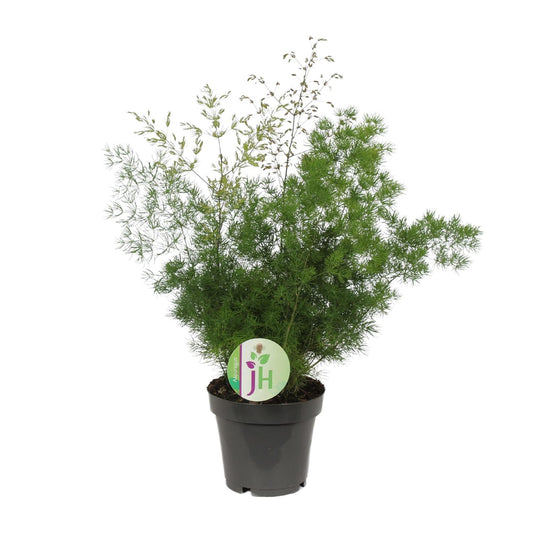 Asparagus Myriocladus - Ø12cm - ↕35cm von Pflanzfix24