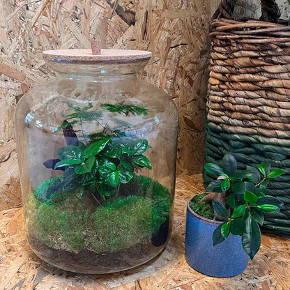 Flaschengarten - Lukas - DIY Terrarium Set für Zuhause oder Büro - Pflanzfix24