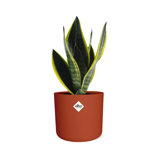 Sansevieria Futura Superba in ELHO b.for soft rond 14cm brique - Pflanzfix24