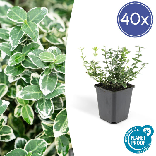 40x Euonymus 'Emerald 'n Gaity' - ↕10-25cm - Ø9cm - Pflanzfix24.de - Pflanzfix24.de