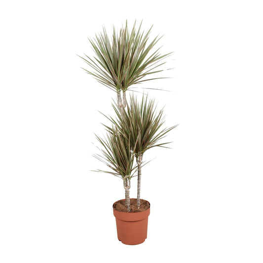 Dracaena Bicolor - Ø21cm - ↕120cm - pflanzfix24
