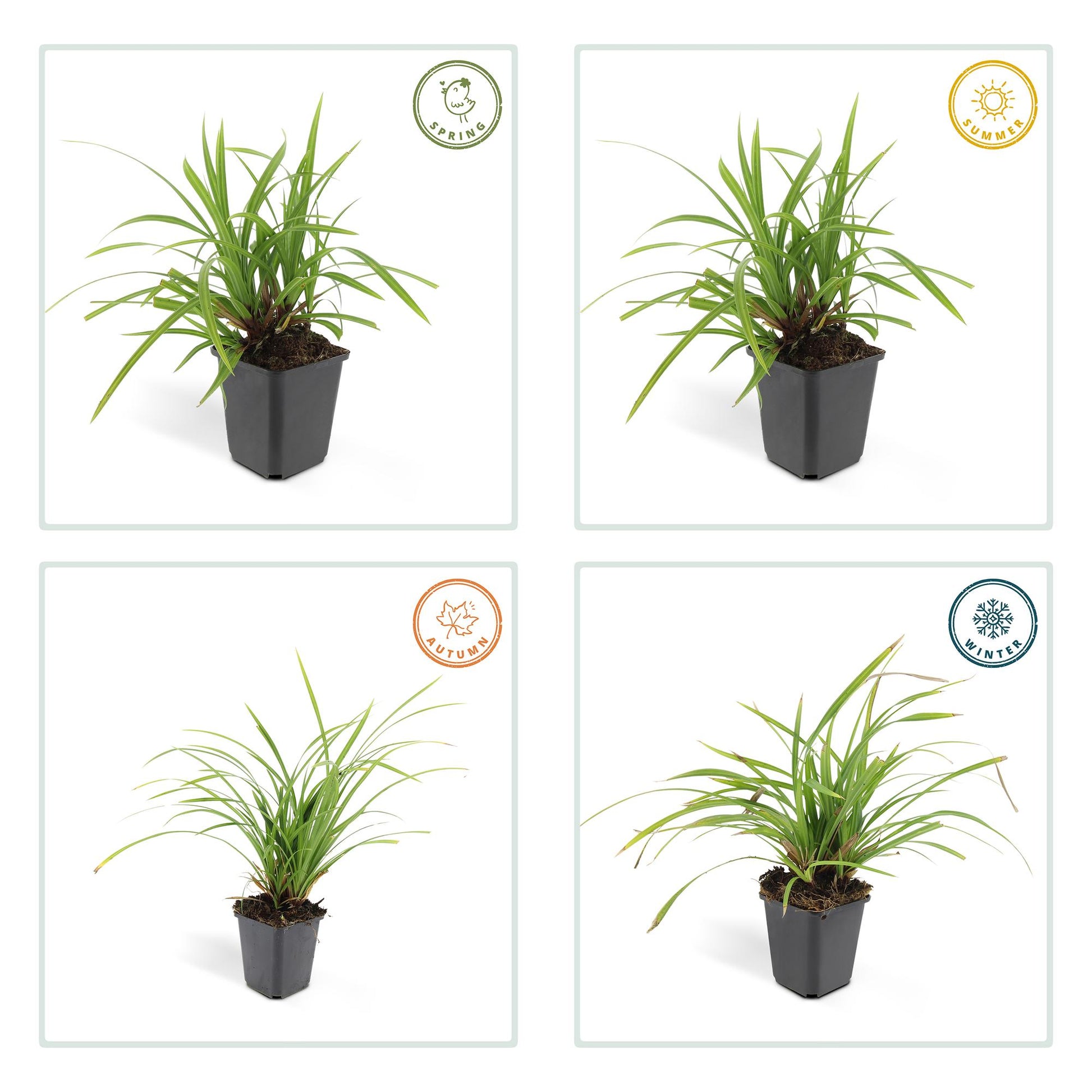 6x Carex morrowii 'Irish Green' - ↕10-25cm - Ø9cm - Pflanzfix24.de - Pflanzfix24.de