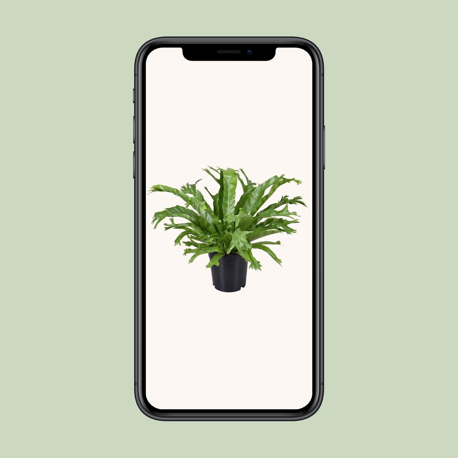 Asplenium Nidus Crissie - Ø17cm - ↕40cm - Pflanzfix24.de - Pflanzfix24.de