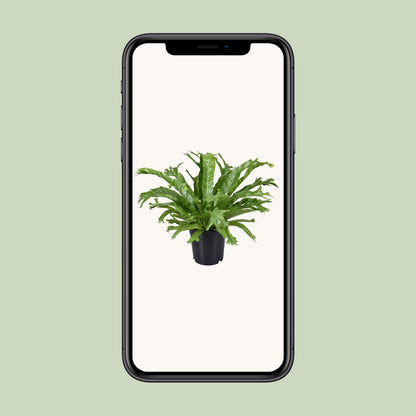 Asplenium Nidus Crissie - Ø17cm - ↕40cm - Pflanzfix24.de - Pflanzfix24.de