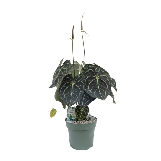 Anthurium Clarinervium - Ø30cm - ↕80cm von Pflanzfix24