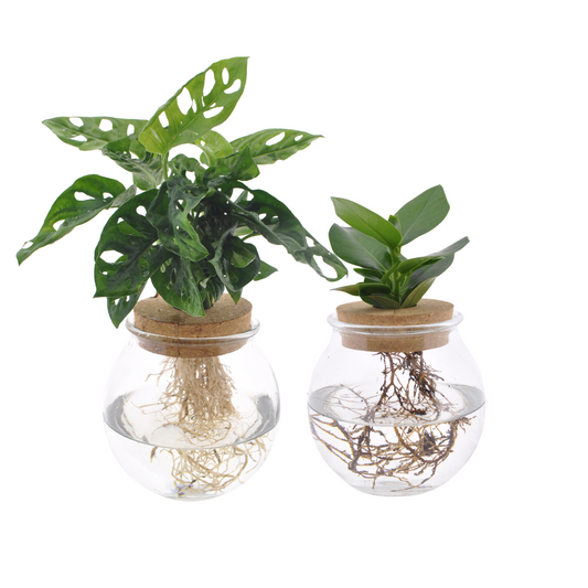 Bolglas Duo Monstera Adansonii/Clusia - 2 Stk. - Ø12cm - Pflanzfix24.de - Pflanzfix24.de