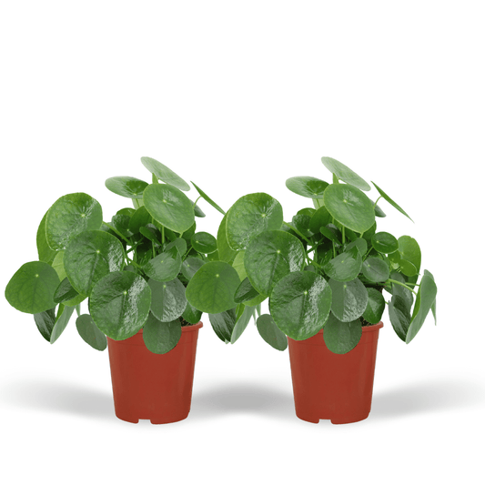 2x Pilea Peperomiodes - Pfannkuchenpflanze - 25cm - ø15 - Pflanzfix24