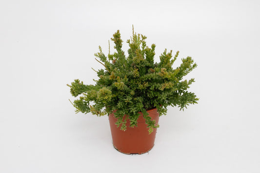 Rhipsalis Mesembryanthemoides - Ø12cm - ↕15cm - Pflanzfix24