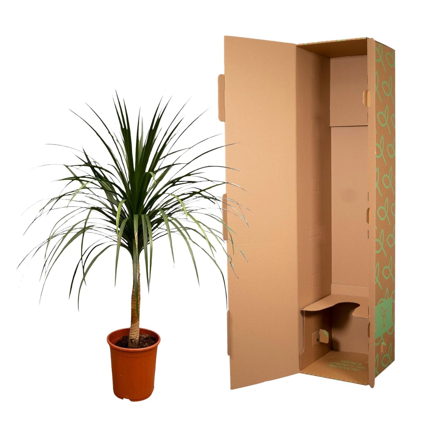 Dracaena Draco - 120cm - ø30 - Pflanzfix24