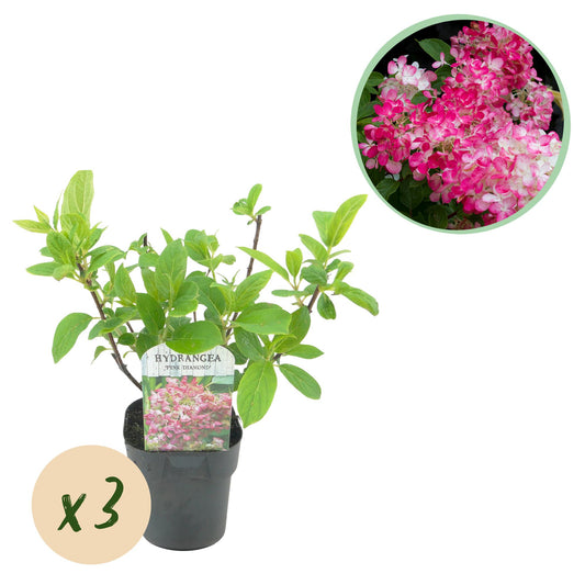 Pflanzfix24 - Hydrangea panniculata Pink Diamond - 3er Set - Topf 17cm