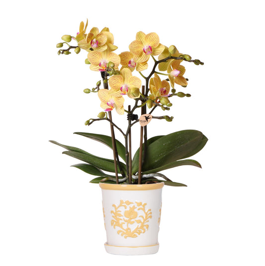 Orchidee Lima Gelb im Malaga Ziertopf Hellorange – 9cm | Pflanzfix24.de - Pflanzfix24.de