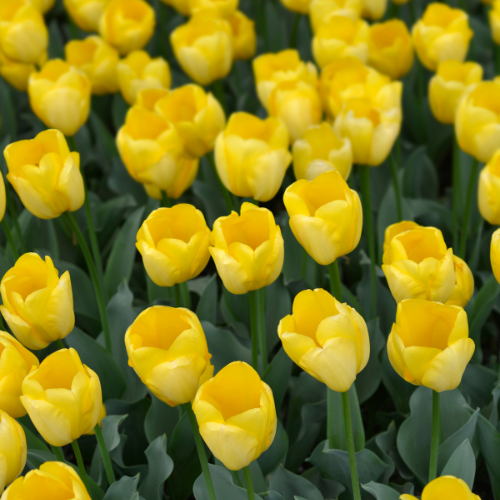Strong Gold - Tulpenbollen 20 stuks | Pflanzfix24