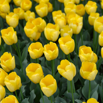 Strong Gold - Tulpenbollen 20 stuks | Pflanzfix24