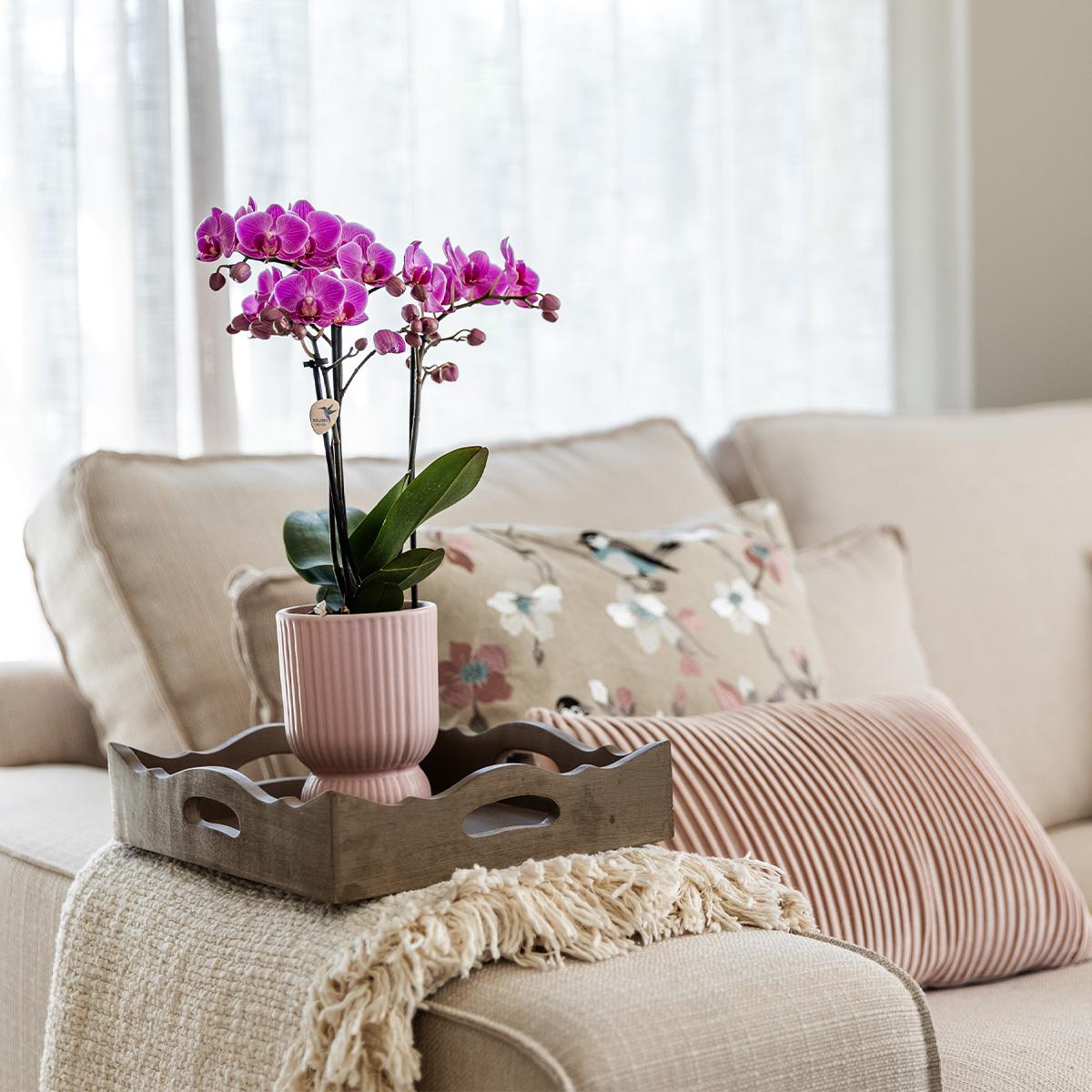 Phalaenopsis Orchidee El Salvador + Diabolo Topf Rosa | Pflanzfix24