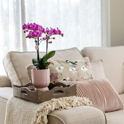 Phalaenopsis Orchidee El Salvador + Diabolo Topf Rosa | Pflanzfix24