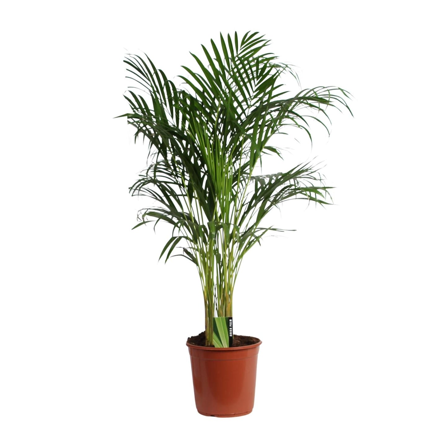 Dypsis Lutescens (Areca) A2 - Ø24cm - ↕120cm bei Pflanzfix24