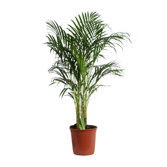 Dypsis Lutescens (Areca) A2 - Ø24cm - ↕120cm bei Pflanzfix24