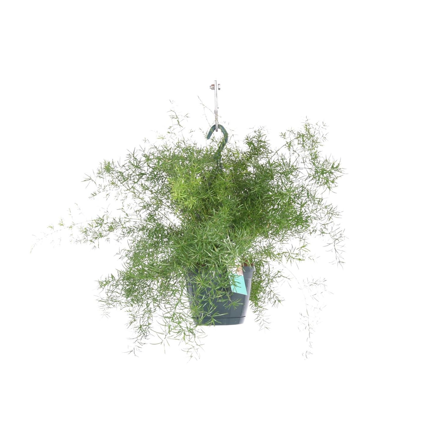 Asparagus Sprengeri Hängen - Ø17cm - ↕35cm von Pflanzfix24.de - Pflanzfix24.de