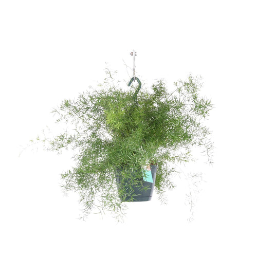 Asparagus Sprengeri Hängen - Ø17cm - ↕35cm von Pflanzfix24.de - Pflanzfix24.de