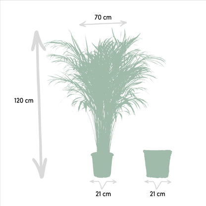Areca-Palme mit Korb - Pflanzfix24