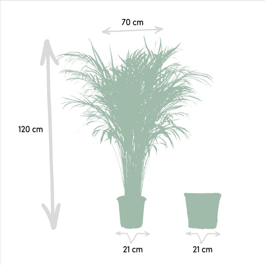 Areca-Palme mit Korb - Pflanzfix24