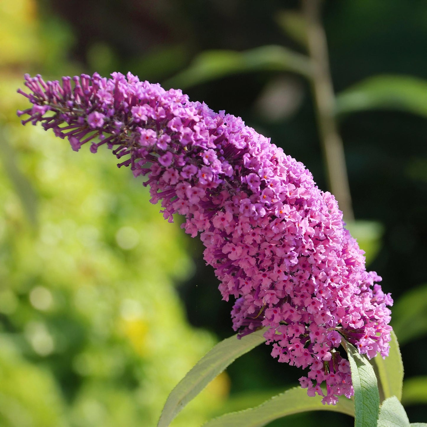 Pflanzfix24.de - Schmetterlingsstrauch - Buddleja davidii Pink Delight - Blüte Rosa - 1 Pflanze - Laubabwerfend - Schmetterlingsanziehend - Topf 17cm Höhe 25cm - Pflanzfix24.de