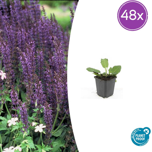 48x Salvia nem. 'Mainacht' - ↕10-25cm - Ø9cm - Pflanzfix24