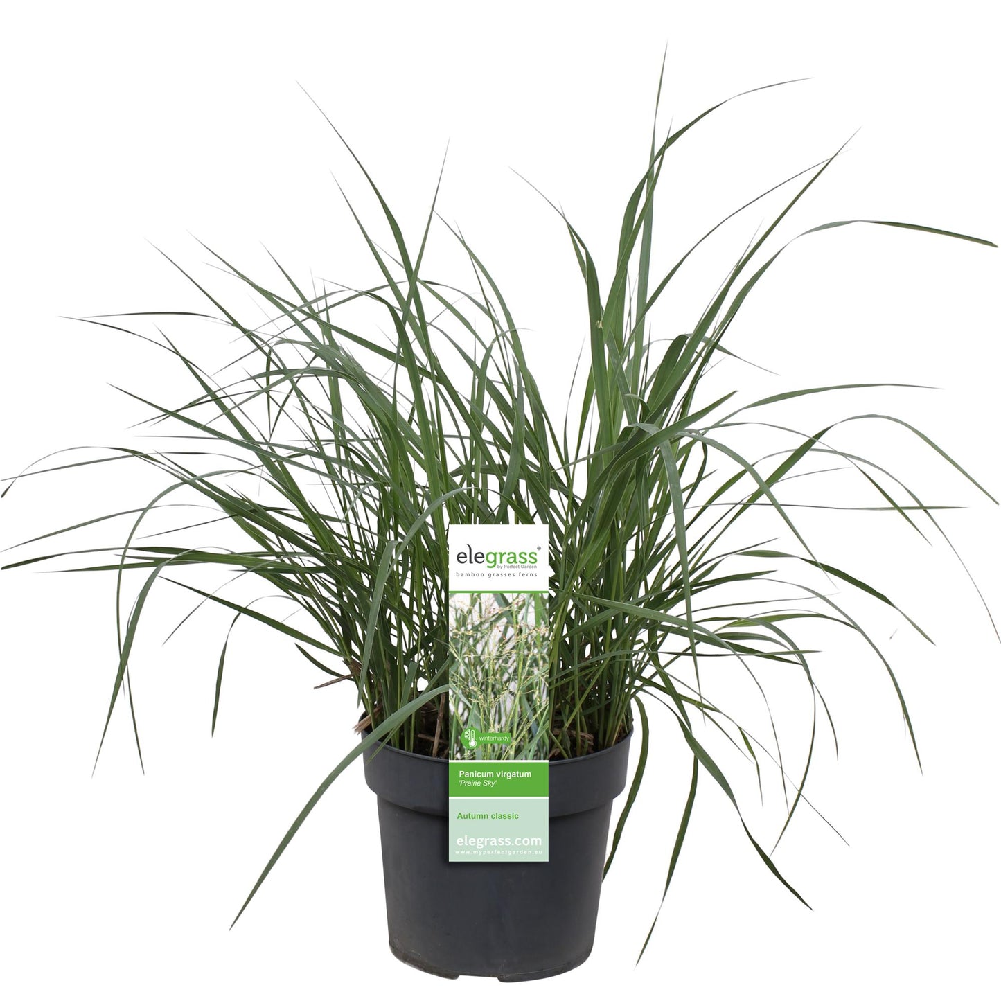 Panicum virgatum 'Prairie Sky' - Ø19cm - ↕50cm - Pflanzfix24