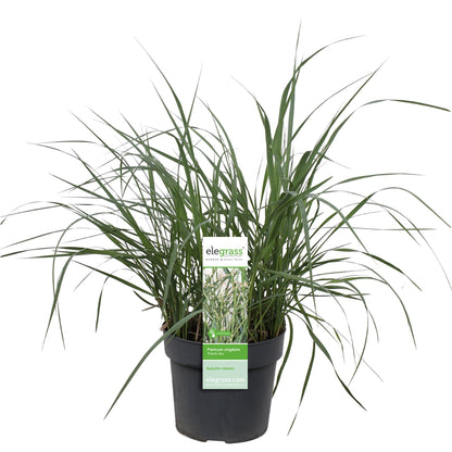 Panicum virgatum 'Prairie Sky' - Ø19cm - ↕50cm - Pflanzfix24