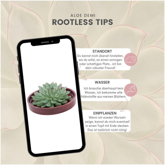 ROOTLESS Echeveria Pulidonis Sukkulente in roter Schale | Pflanzfix24.de - Pflanzfix24.de